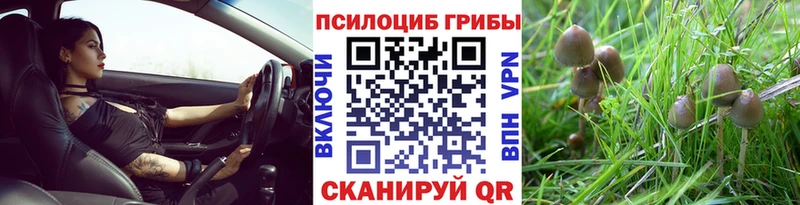 магазин продажи   Зима  Галлюциногенные грибы GOLDEN TEACHER 