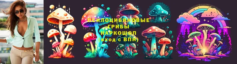 магазин  наркотиков  Зима  Псилоцибиновые грибы Psilocybe 